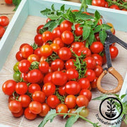 Tomato Seeds - Red Cherry Small