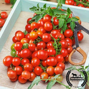 Tomato Seeds - Cherry - Small Red Cherry (Organic)