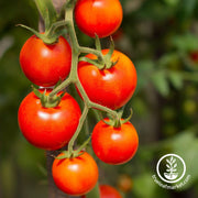 Currant Red Tomato Seeds