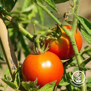 Tomato Seeds - Siberian