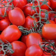 Tomato Rio Grande Seed