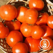Tomato Rutgers Seed