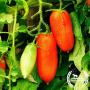 Tomato Seeds - Paste - San Marzano Determinate (Organic)