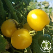 Tomato Seeds - Snow White