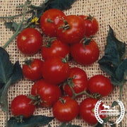 Tomato Seeds - Salad - Stupice (Organic)