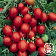 Tomato Seeds - Sugar Plum F1