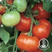 Tomato Super Fantastic Hybrid Seed