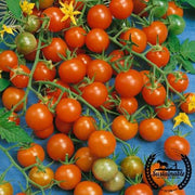 Tomato Seeds - Cherry - Sweetie (Organic)