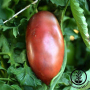 Tomato Seeds - Ukranian Purple