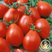 Tomato Seeds - Viva Salsa F1