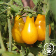 Tomato Yellow Pear Seed