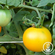 Tomato Seeds - Yellow Perfection