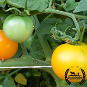 Tomato Seeds - Slicing - Yellow Perfection (Organic)