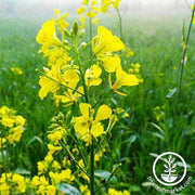 Mustard Seeds - Trifecta Power Blend - Mighty Mustard® - Cover Crop