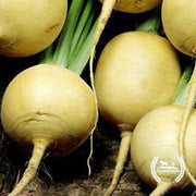 Turnip Seeds - Golden Globe (Organic)