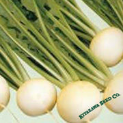 Turnip Seeds - Hakurei - Hybrid