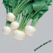 Turnip Seeds - Oasis - Hybrid