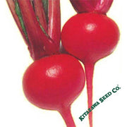 Turnip Seeds - Red Round