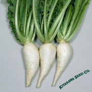 Turnip Seeds - Sugukina