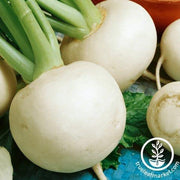 white globe conventional turnip