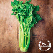 Organic Utah 52-70 Tall Improved Celery Seeds