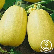 Vermicelli F1 Squash Seeds - Non-GMO
