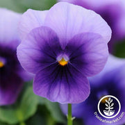 Viola Seeds - Sorbet Series - Beaconsfield