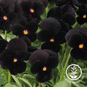 Viola Seeds - Sorbet Series - Black Delight