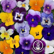 Viola Seeds - Sorbet Series - Mix