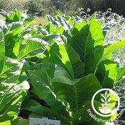 Virginia 509 Tobacco Seeds for Gardens