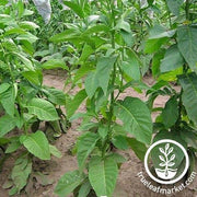 Tobacco Seeds - Vuelta Abajo Seeds