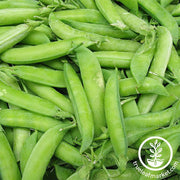 Pea Seeds - Wando (Treated)