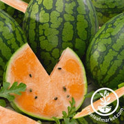 Watermelon Seeds - Picnic - Tendersweet Orange