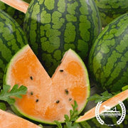 Watermelon Seeds - Picnic - Tendersweet Orange (Organic)