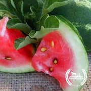 Watermelon Seeds - Picnic - All Sweet (Organic)