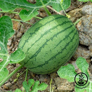 Watermelon Seeds - Giant - Florida Giant