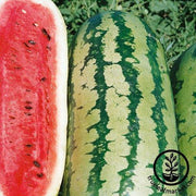 Watermelon Seeds - Jubilance F1