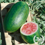 Watermelon Seeds - Picnic - Kleckley's Sweet (Organic)
