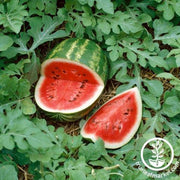 Watermelon Seeds - Legendary F1