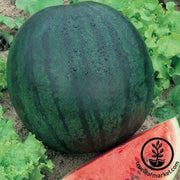 Watermelon Seeds - Regal F1
