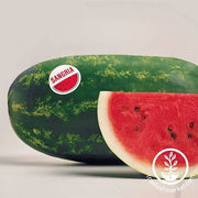 Watermelon - Sangria Hybrid Garden Seed