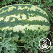 Watermelon Seeds - Triple Elite F1