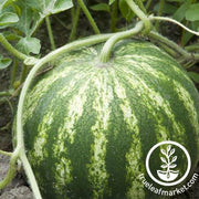 Watermelon Seeds - Triple Gold F1
