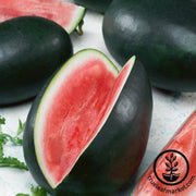Watermelon Seeds - Picnic - Triple Picnic Hybrid