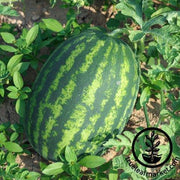 Watermelon Seeds - Triple Score F1