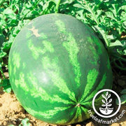 Watermelon Seeds - Triple Star F1