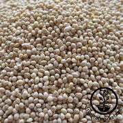 White Proso Millet Grain Seeds - Non-GMO