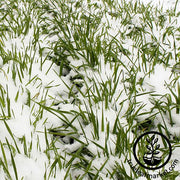 Winter Rye - Cover Crop Seeds