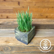 Wood Planter Box - Square - green