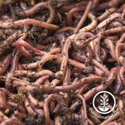Red Worms for Composting